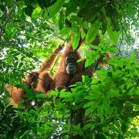 Orangutan Bungalow Bukit Lawang Exterior photo